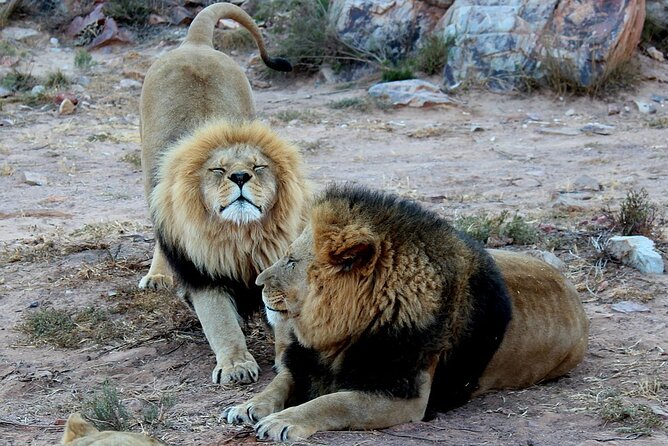 Big 5 Aquila Safari Full Day Tour With Nederburg Wine Tasting