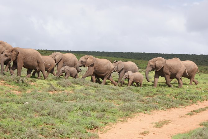 Big 5 Tour From Port Elizabeth