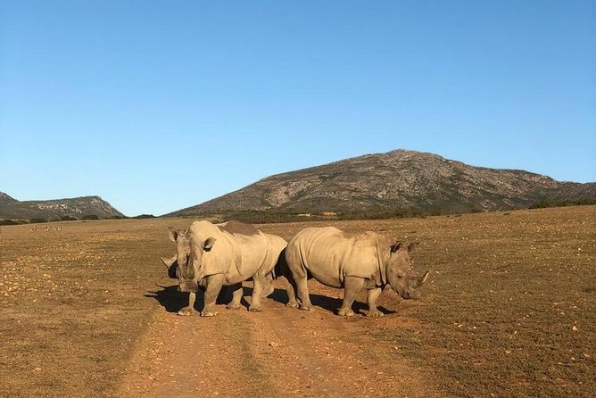 Big Five Safari – Sunset Half Day Tour (Private Transportation) - Good To Know