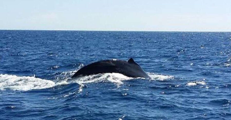 Big Island Guaranteed Whale Watch A-Bay Waikoloa