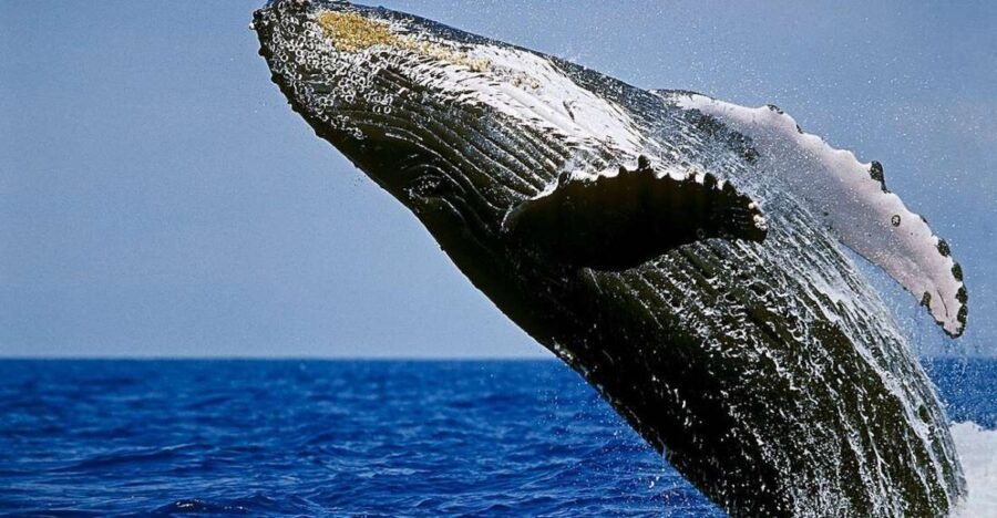 4 Best Whale Watching Experiences In Kailua Kona