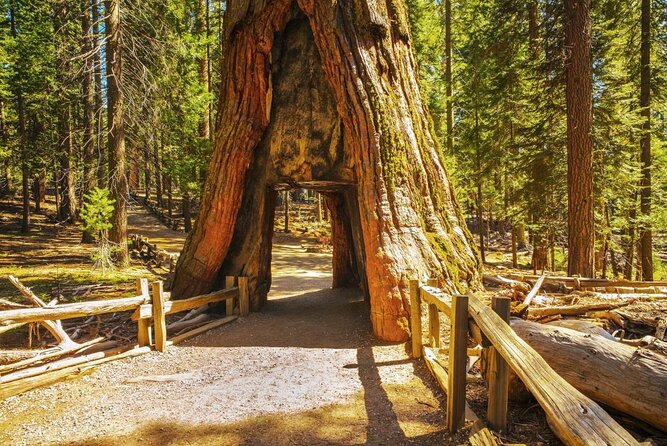 Big Trees Hike & Riverside Cookout Adventure