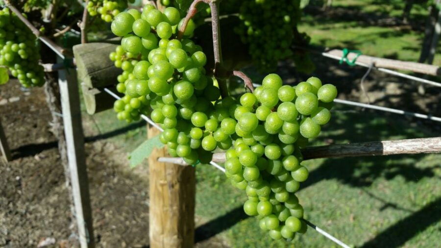 Bilbao: Guided Txacoli Wine Tasting