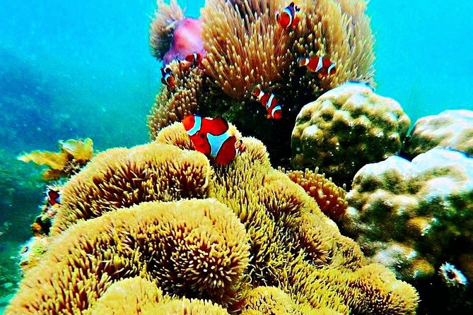 Bintan Private Guided Trikora Beach Snorkeling Trip  - Lagoi - Good To Know