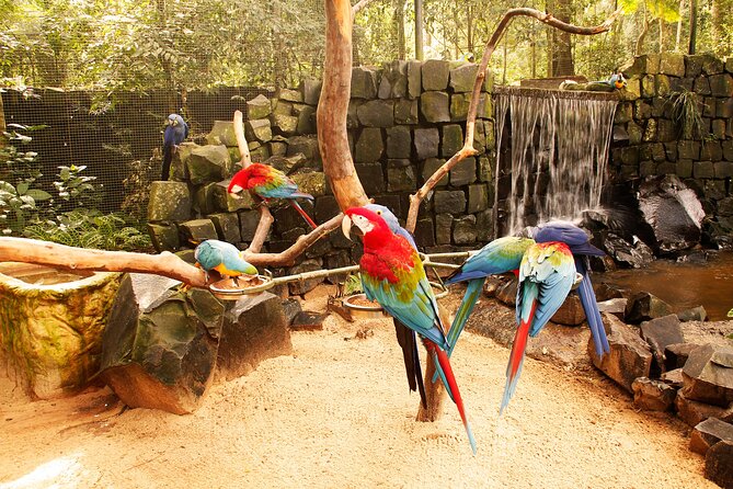 Bird Park General Admission Ticket and Tour - Good To Know