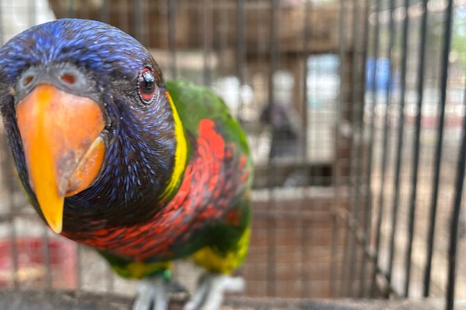 Bird Sanctuary and Montego Bay City Tour - Good To Know