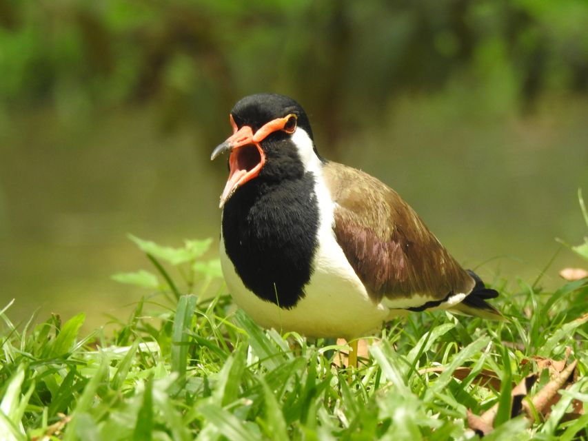 Bird Watching Day Tour - Pick up and Drop From the Hotel - Good To Know