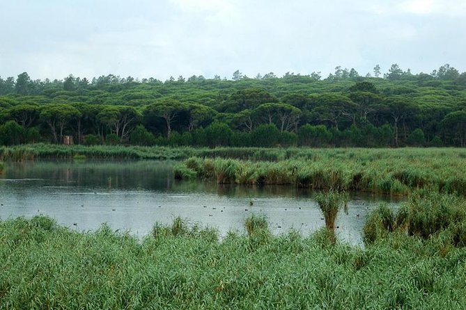 Bird Watching in Albufeira Lagoon - Good To Know