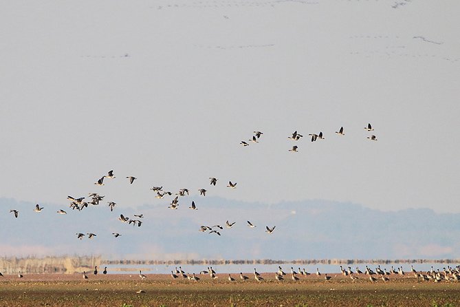 Bird Watching Tour at Wucheng Poyang Lake Nature Reserve From Nanchang