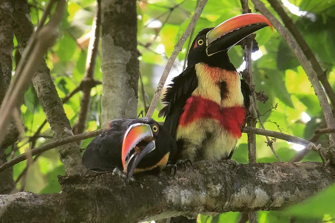 Bird-watching Tour – Manuel Antonio