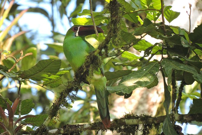 Birding & Nature to Chicaque Cloud Forest Nature Reserve - Good To Know