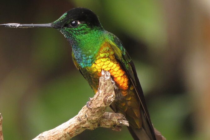 Birding & Nature to Chicaque Cloud Forest Nature Reserve - Good To Know