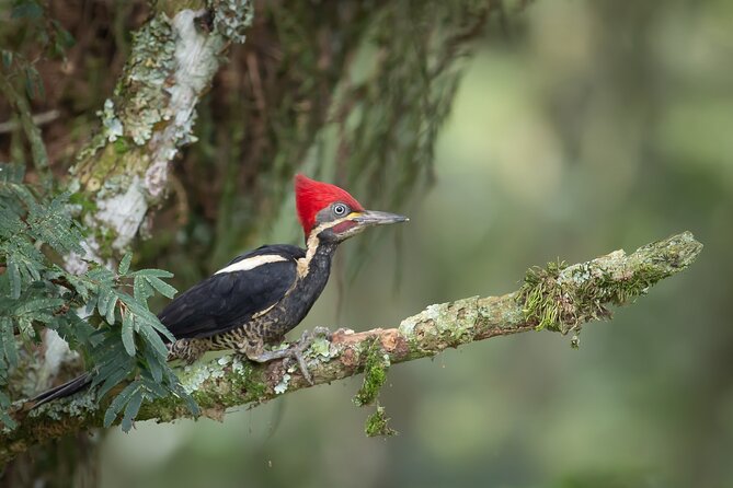 Birdwatching Adventure in Coffee Lands