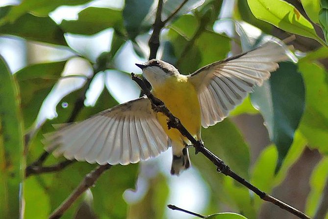 Birdwatching and Wildlife Noosa Biosphere Full-Day Experience - Good To Know