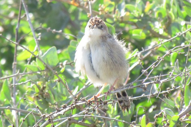 Birdwatching at Abicada and Alvor Dunes