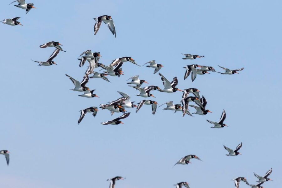 Birdwatching Boat Tour in the Tagus Estuary - Good To Know