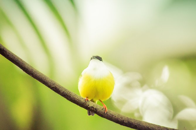 Birdwatching Extravaganza at Ecocentro Danaus