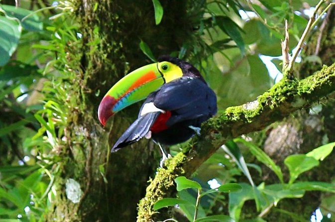 Birdwatching Tour at Mistico Park