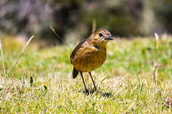 Birdwatching Tour in Cajas National Park From Cuenca