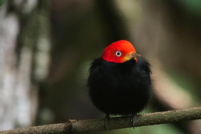 Birdwatching Tour Manuel Antonio / Esquipulas Private Tour
