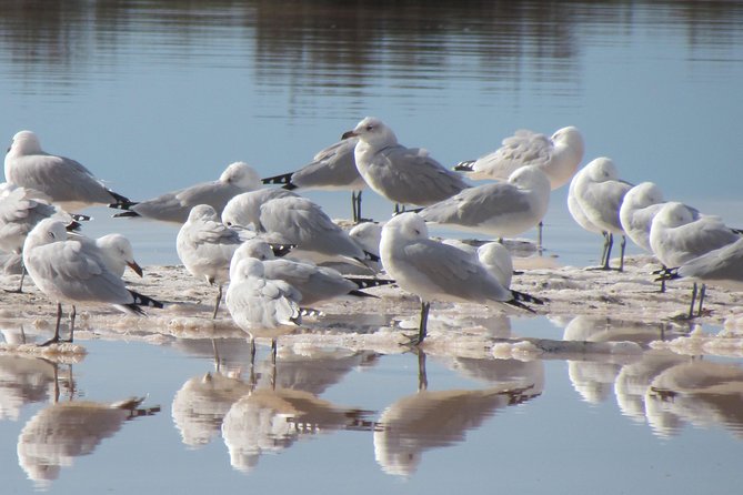 Birdwatching Week for Bird Entousiasts