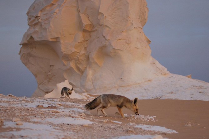 Black and White Desert and Bahariya Oasis Tour 2 Days 1 Night - Good To Know