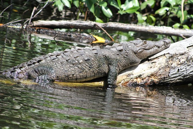 Black River Safari and YS Falls Tour From Montego Bay