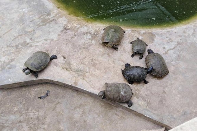 Black River Safari Private Tour - Good To Know