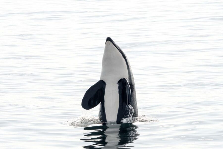 Bleik: Whale Watching Trip by Speedboat With Tea and Muffins