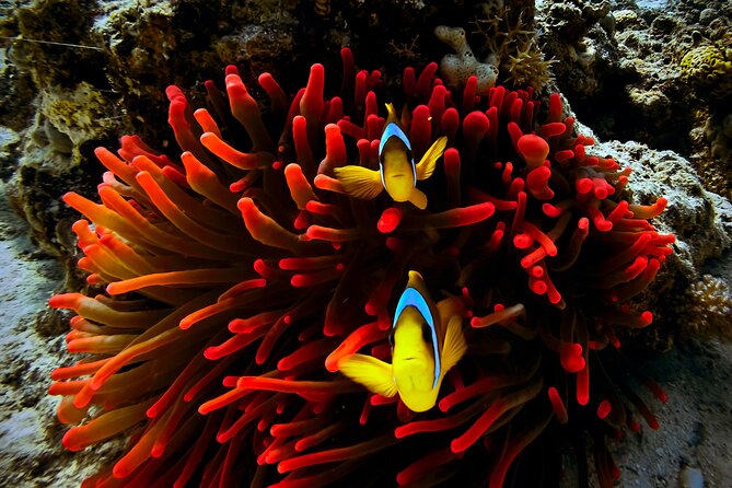 Blou Lagoon Snorkeling All Incllusive - Good To Know