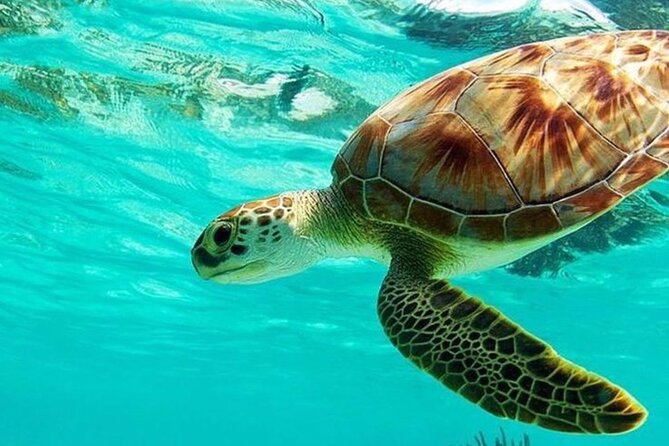 Blue Lagoon Snorkeling and Waterfalls in Bali - Good To Know