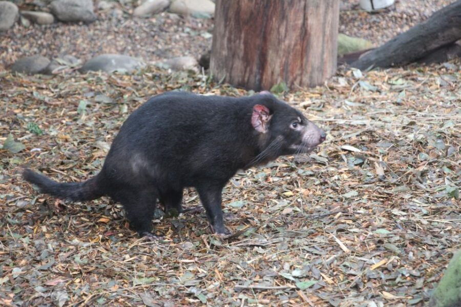 Blue Mountains Private Tour With Wildlife Park