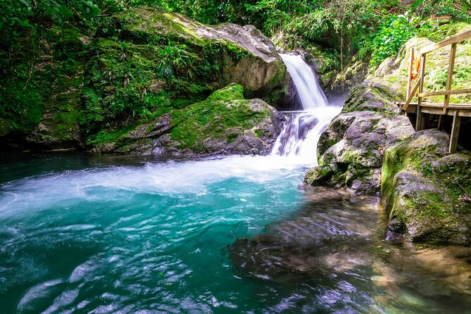 Blue Mountains Tour With Blue Mtn Coffee, Meals  – Ocho Rios