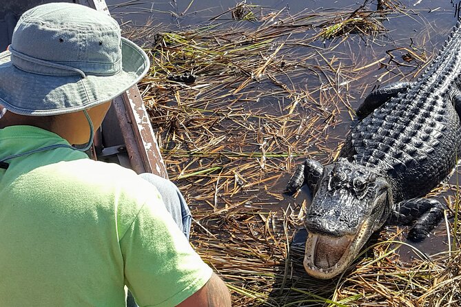 Boat Ride in 10,000 Islands Biologist Led Walk in the Everglades Small Group - Good To Know