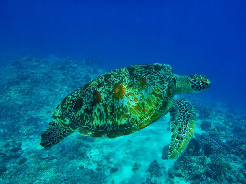 Boat Tour Playa Del Carmen