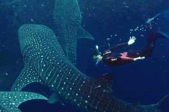 Bohol Whale Shark Encounter