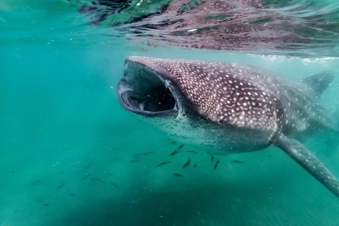 Bohol Whale Shark Interaction