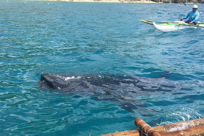Bohol Whaleharks Interaction & Bohol Countryside Tour With Lunch (Cebu or Bohol) - Good To Know