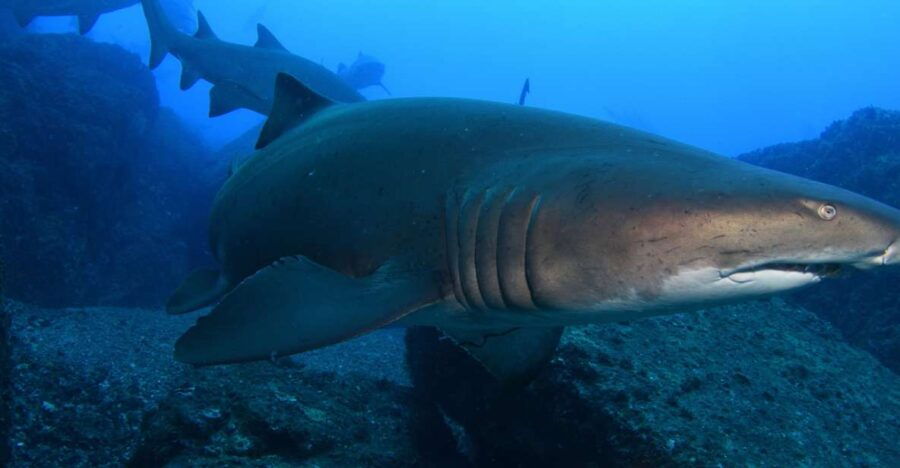 Bondi: Shark Dive at Bushrangers Bay for Certified Divers