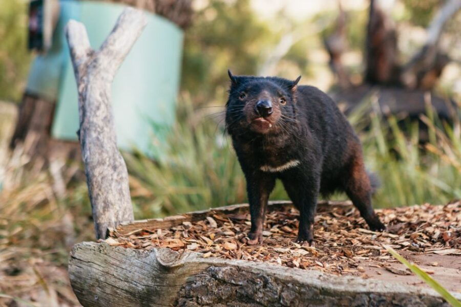 Bonorong Wildlife Sanctuary Half-Day Tour From Hobart - Good To Know