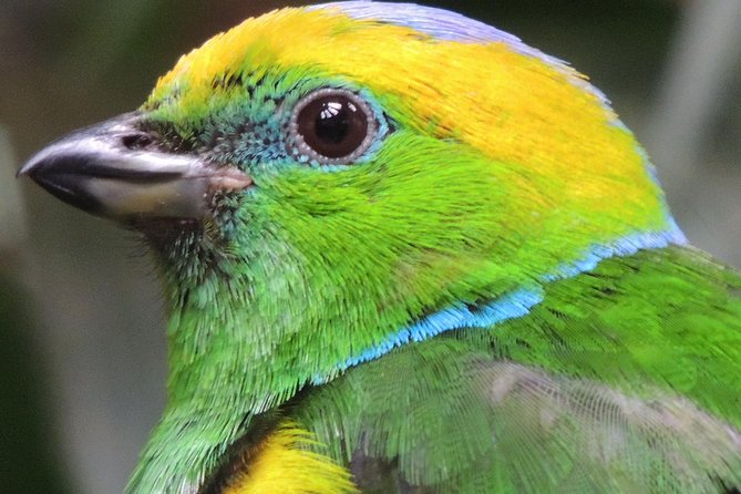 Boquete to Volcan Baru Private Birdwatching Tour
