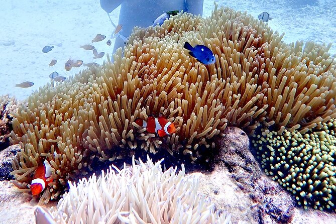 Boracay Helmet Diving