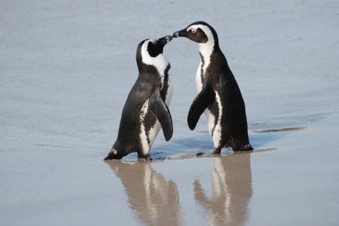Boulders Beach Tour - Good To Know