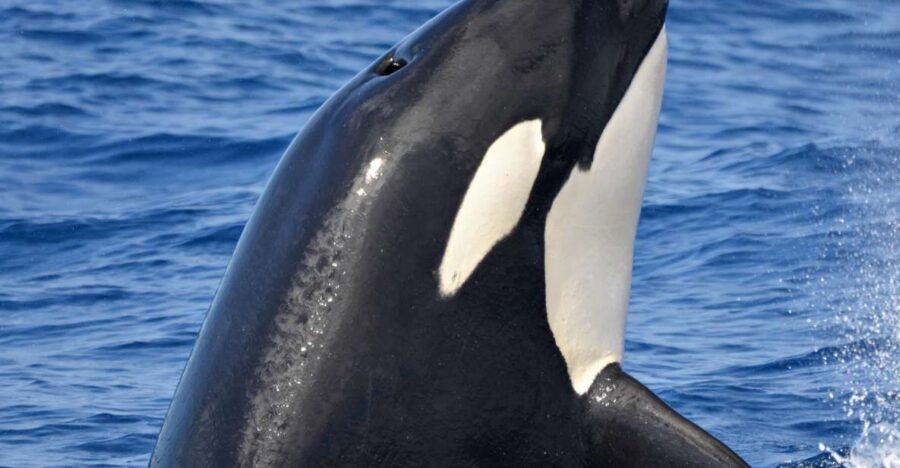 Bremer Canyon Orca Experience From Bremer Bay - Good To Know