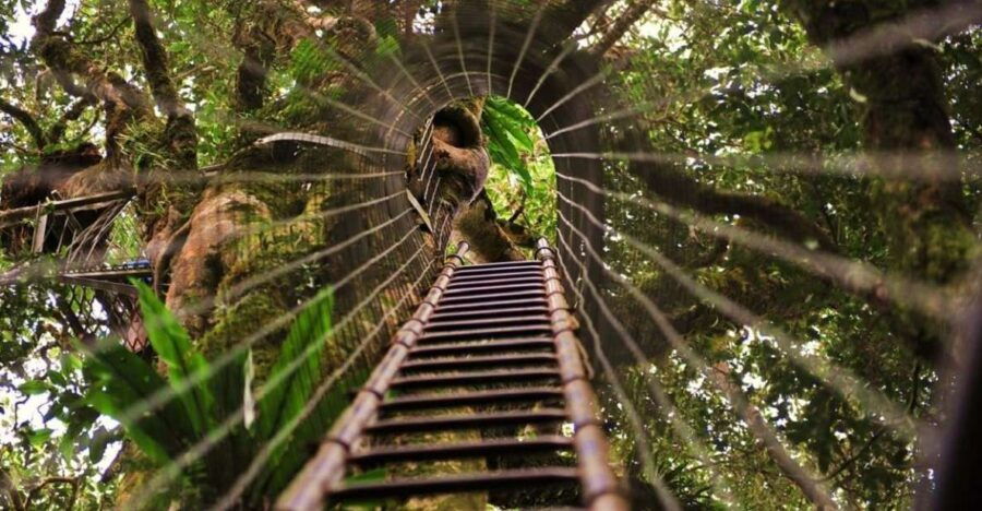 Brisbane: O'Reillys Tree Top Walk - Good To Know