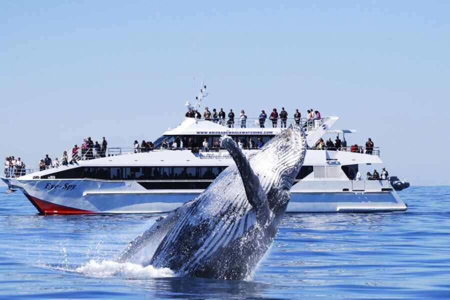Brisbane: Whale Watching Cruise With Lunch - Good To Know