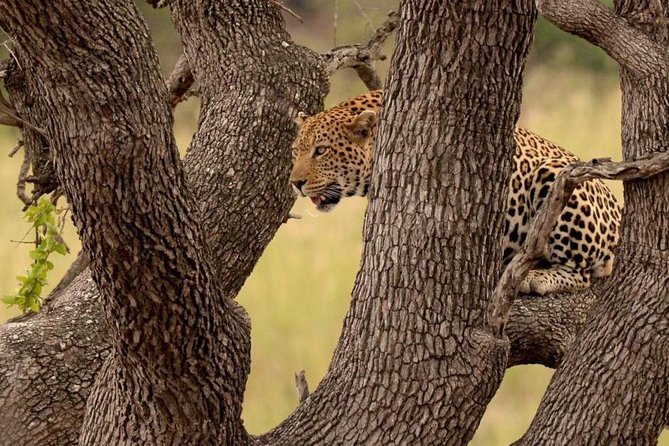 Budget 3 Days 2 Nights Kruger Safari 3 Star Lodge From Johannesburg