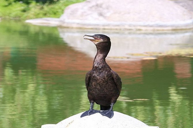 Buenos Aires Private Tour Discovering Palermo, The Japanese & Botanical Gardens - Good To Know