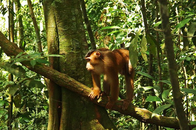 Bukit Lawang Full Day Jungle Trek - Good To Know