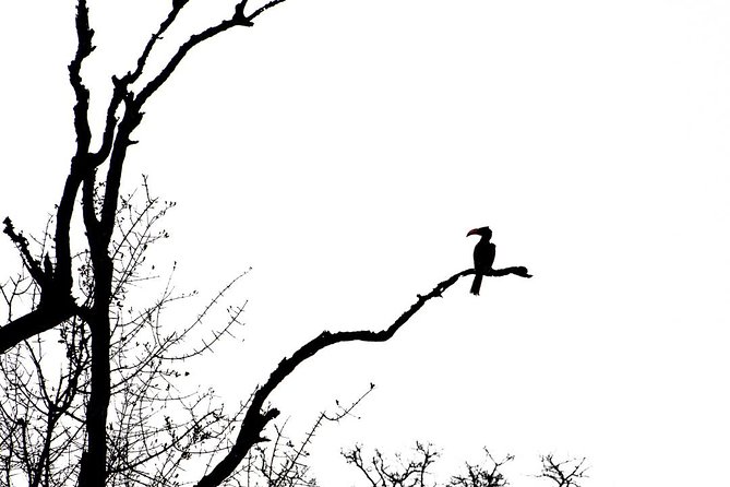 Bundox Big 5 Afternoon Game Drive - Good To Know